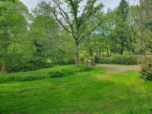 a tree in a field with a dirt road at Moulin Du Pommier Glamping & Camping in Saulgond