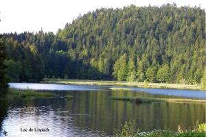 Przyroda w pobliżu tego domu w stylu alpejskim