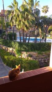 カサーレスにあるPlanta baja cerca de la playa Casares Costaの窓枠に座ってプールを見る猫