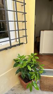 a plant in a pot next to a window at San Giorgino Home in Florence