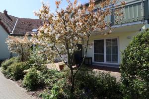 een boom met witte bloemen voor een huis bij Altes Wasserwerk App 02 in Wustrow