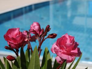 a group of pink flowers next to a pool at Sportpension Aichholzer in Oberaichwald +16 photos