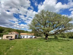 a tree in the middle of a grass field at La Tuilerie in Pindray