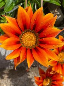 Gallery image of B&B Il Corallo in La Maddalena