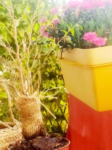 Fotografia z galérie ubytovania Chez Jenny v destinácii Perpignan