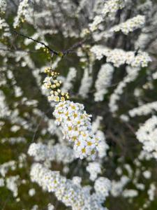 a bunch of white flowers on a tree at Pensiunea Colt de Rai, Vistisoara in Stațiunea Climaterică Sâmbăta