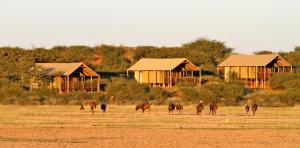un grupo de animales caminando por un campo con edificios en Suricate Tented Kalahari Lodge, en Hoachanas