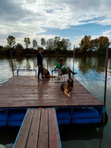 zwei Menschen und zwei Hunde auf einem Dock in der Unterkunft Kapitalac in Banatska Palanka