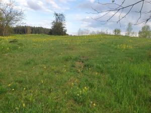 a field filled with green grass and yellow flowers at Haus Goldfuß in Pottenstein