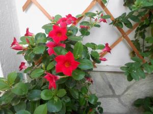Vonkajšia záhrada v ubytovaní Aggela Guesthouse
