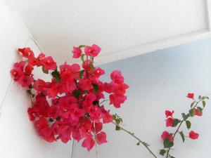 Fotografia z galérie ubytovania Aggela Guesthouse v destinácii Skopelos