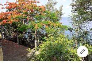 a tree with red flowers on it next to the ocean at L' Eau'thentique in Bouillante