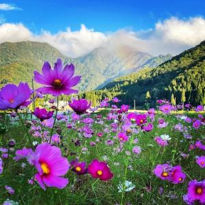een veld van paarse bloemen met een regenboog op de achtergrond bij ぜーんぶ貸切!! 大自然の森に佇む秘密の隠れ家で心と身体を解放する... in Yuzawa