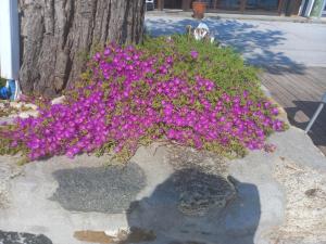 A garden outside Musses House