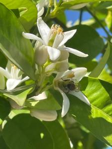 una abeja polinizando una flor blanca en un árbol en B&B Villa Ciccone en Villamagna