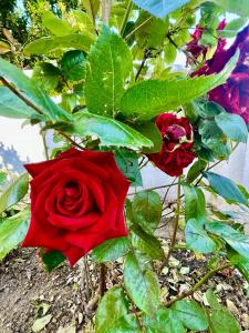 einem Strauß roter Rosen mit grünen Blättern in der Unterkunft B&B Villa Ciccone in Villamagna