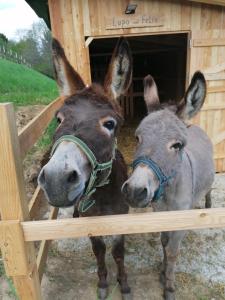 two donkeys are standing next to each other at Winzerei Schober in Grubberg