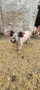 a baby pig standing in hay in a pen at Ferienwohnung Biohof Untermar in Obervellach