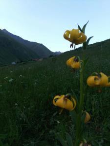grupa żółtych kwiatów na polu trawy w obiekcie B & B Juta w mieście Stepancminda