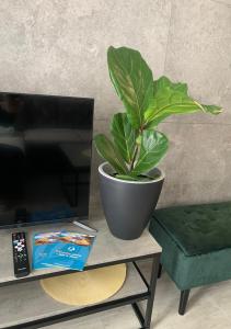 une plante en pot assise sur une table à côté d'une télévision dans l'établissement Przy Złotych Piaskach, à Sława