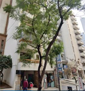 科尔多瓦Departamento en Nueva Córdoba的一座高楼前的树