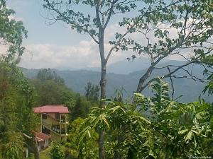 un edificio en medio de un bosque con un árbol en Mountain View Homestay Kalimpong, en Kalimpong
