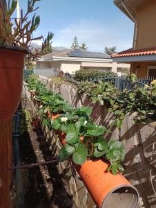 A garden outside L'Agrifoglio Dell'Etna