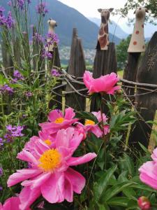 a bunch of pink flowers in front of a fence at Wieserhof Tirol in Oetz