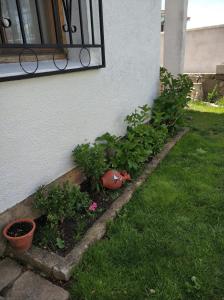 Zahrada ubytování La lechuza blanca