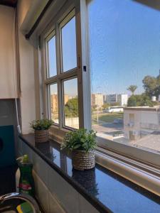 twee potplanten op een toonbank in een raam bij Уютная квартира с двумя спальными in Qiryat H̱ayyim