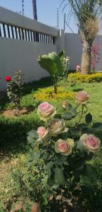 un montón de rosas rosas en un jardín en Country Block, en Gaborone