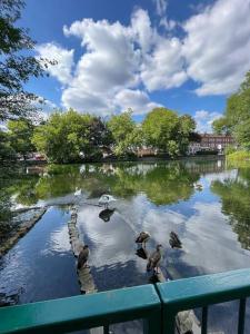 un gruppo di uccelli che si trovano in uno stagno di Immaculate 1 bedroom apartment in Orpington a Orpington