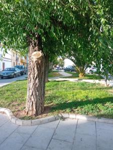 a tree in the grass next to a sidewalk at Apartamento San Miguel in Baena