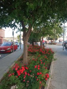 a flower bed with red flowers in front of a tree at Apartamento San Miguel in Baena