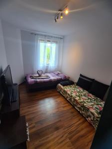 sala de estar con 2 camas y ventana en Sweet Home & Sweet Cats & Fast internet, en Wroclaw
