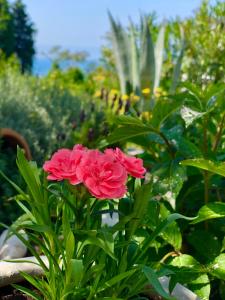 un grupo de flores rosas en un jardín en Apartments Lungo Mare Ulcinj, en Ulcinj
