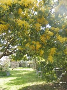 Un árbol con hojas amarillas y dos sillas debajo. en Ma Toulousaine Chambre d'Hôtes, en Toulouse