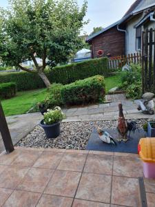 un patio trasero con pollos sentados en una alfombra en Ferienwohnung zu den Blauen Schafen en Rheinsberg