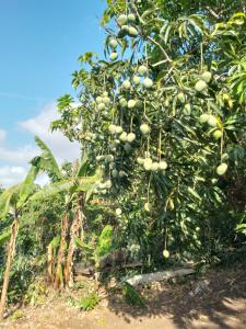 Κήπος έξω από το Mango walk homestay