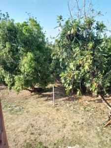 Κήπος έξω από το Mango walk homestay