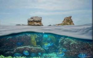 an underwater view of a coral reef and an island at ROOM LA ISLA in Ayampe