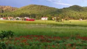 a field of red flowers in a field with a mountain at Marmaristeki Eviniz 