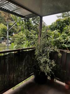 a potted plant sitting on a balcony at House la Rosa third floor 5 in Quepos