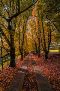 Maleny Country Estate في ماليني: مسار في حديقة مع أوراق الخريف على الأرض