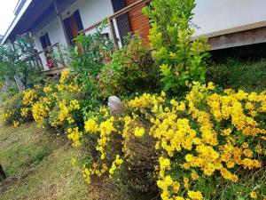 a bunch of yellow flowers in front of a house at Seachange Lodge in Port Vila