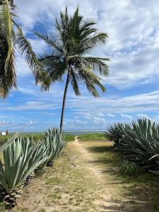 a palm tree on a beach with a dirt road at Oasis Pied Dans L'Ô, La Saline Les Bains. in La Saline les Bains