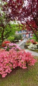 Une bande de fleurs roses dans un parc dans l'établissement Eden Guest House Colico, à Colico