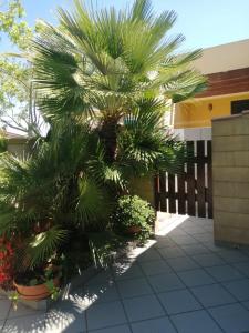a palm tree in front of a building at VILLA LORETTA in Torre dell'Orso
