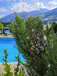 a bush with purple flowers next to a swimming pool at Pension Kleon in Rifiano