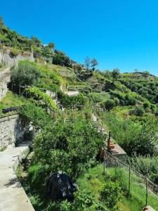 a view of a hill with trees and bushes at A casa di nonna Elvira in Vietri sul Mare